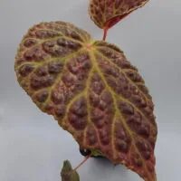 Begonia chlorosticta x dracopelta