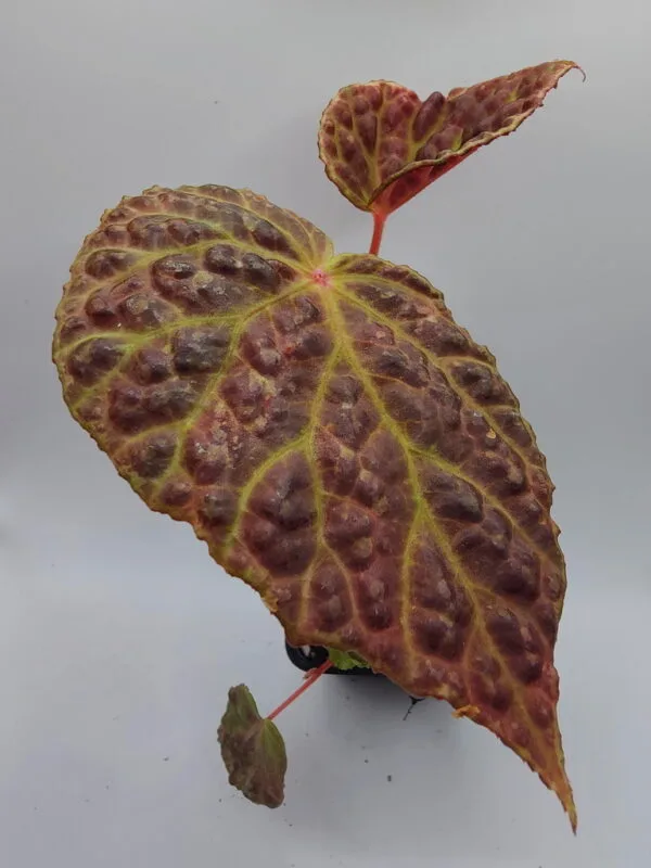 Begonia chlorosticta x dracopelta
