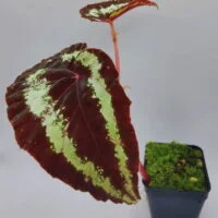 Begonia curtisii