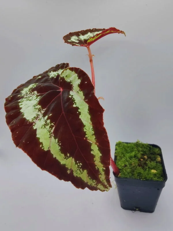 Begonia curtisii