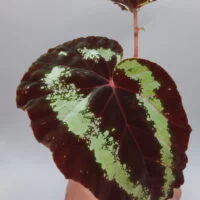 Begonia curtisii