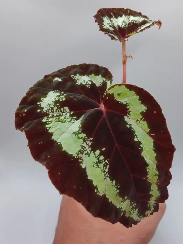 Begonia curtisii