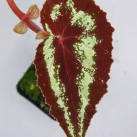 Begonia curtisii