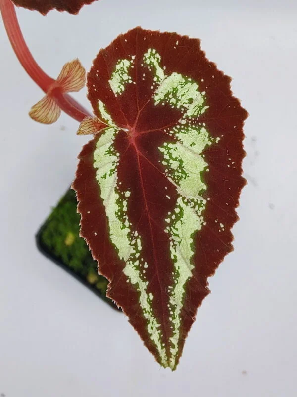 Begonia curtisii