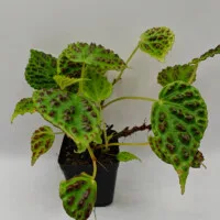 Begonia dracopelta Begonia dracopelta