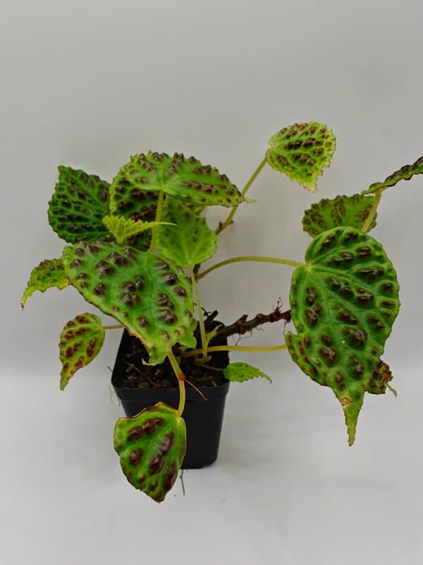 Begonia dracopelta