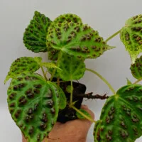 Begonia dracopelta Begonia dracopelta