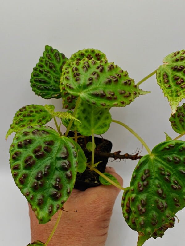 Begonia dracopelta