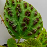 Begonia dracopelta Begonia dracopelta