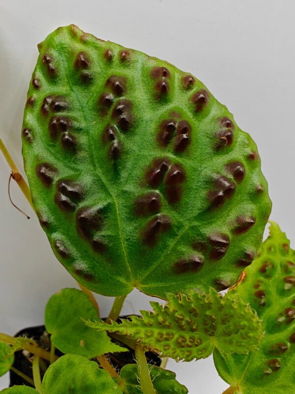 Begonia dracopelta