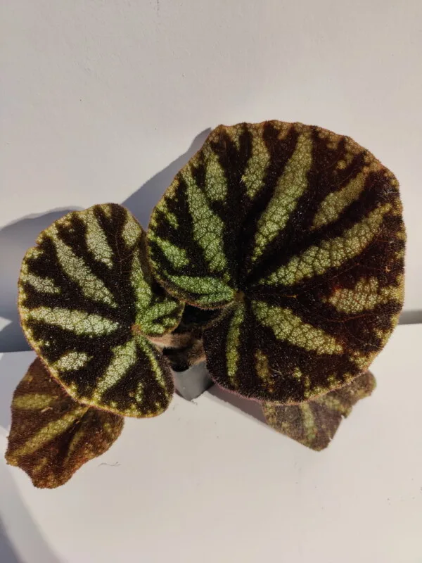 Begonia kui