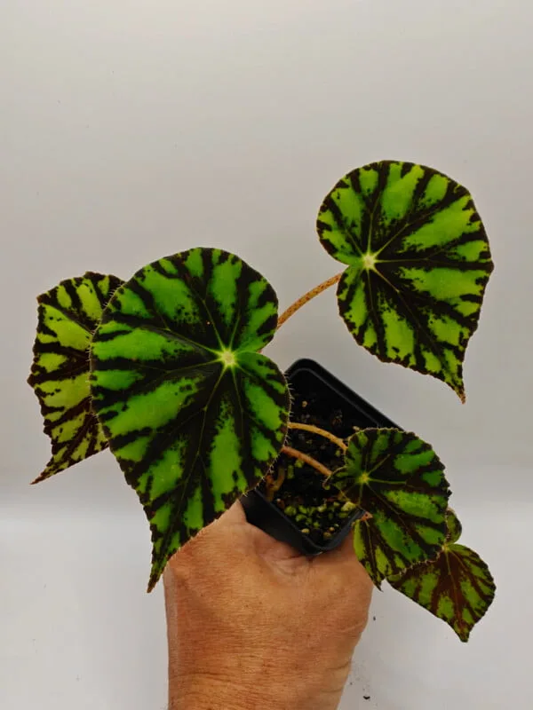 Begonia mazae