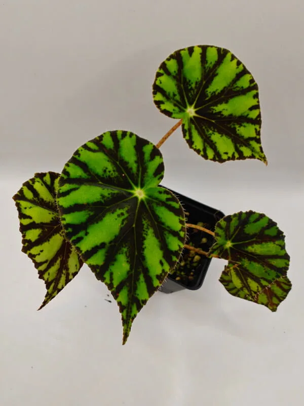 Begonia mazae Begonia mazae