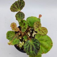 Begonia olivacea