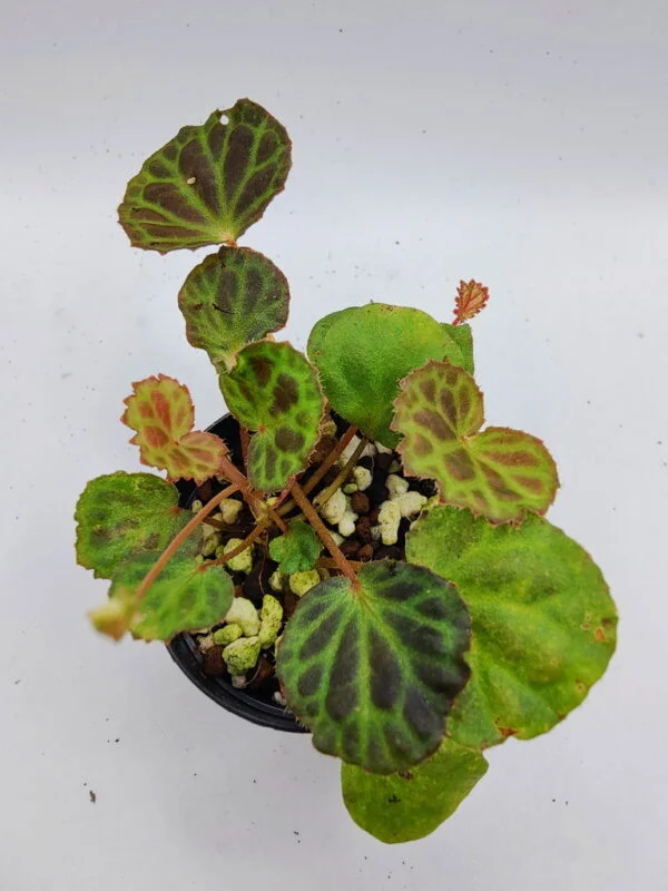 Begonia olivacea