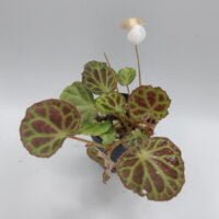 Begonia olivacea