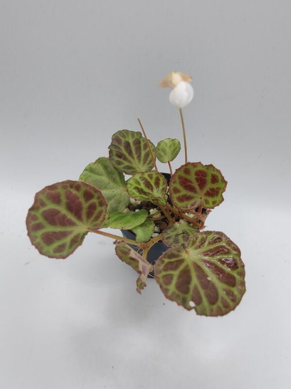 Begonia olivacea