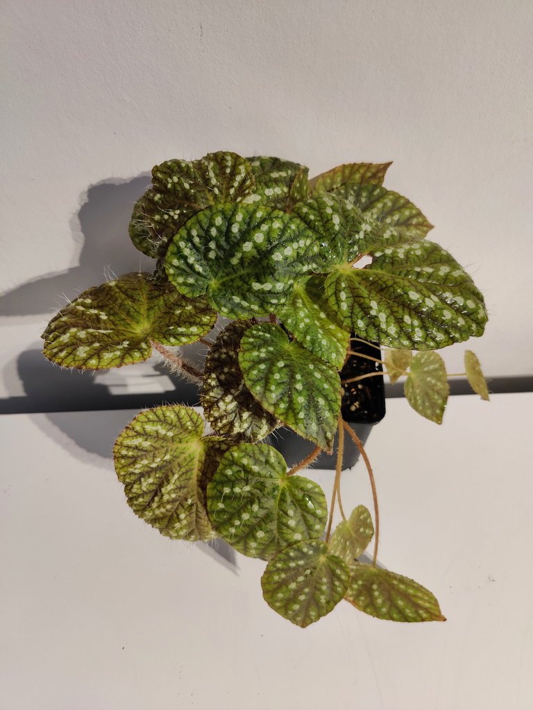 Begonia of China English / Chineseベゴニア図鑑 Amazon.co.jp: Begonia of China English Chinese Begonia