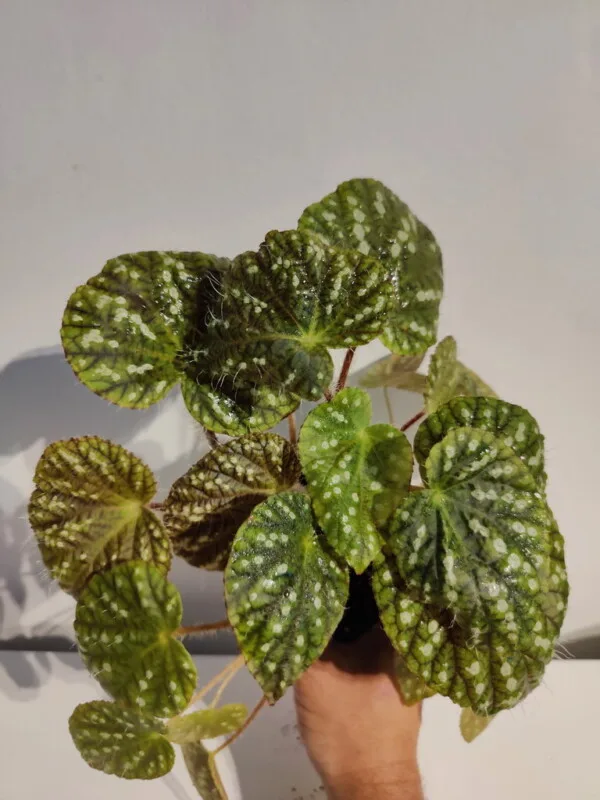 Begonia sp China