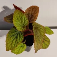 Begonia sp Vietnam red Begonia sp Vietnam red