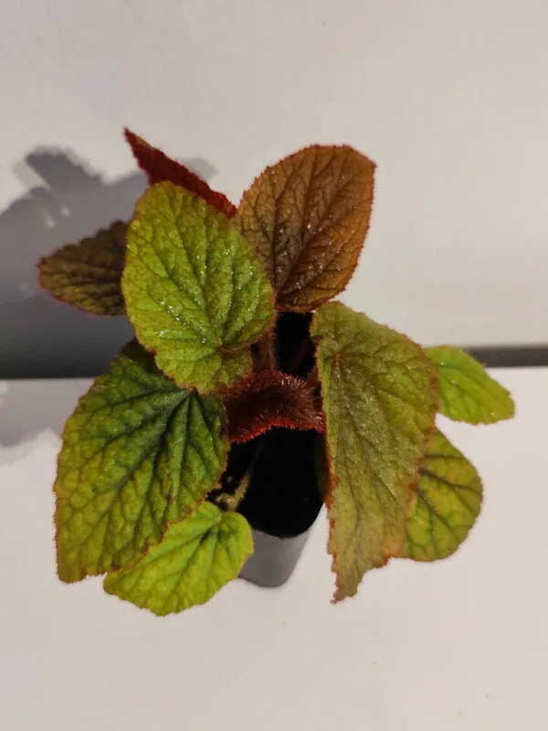 Begonia sp Vietnam red
