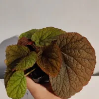 Begonia sp Vietnam red Begonia sp Vietnam red