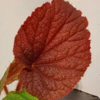Begonia sp Vietnam red Begonia sp Vietnam red