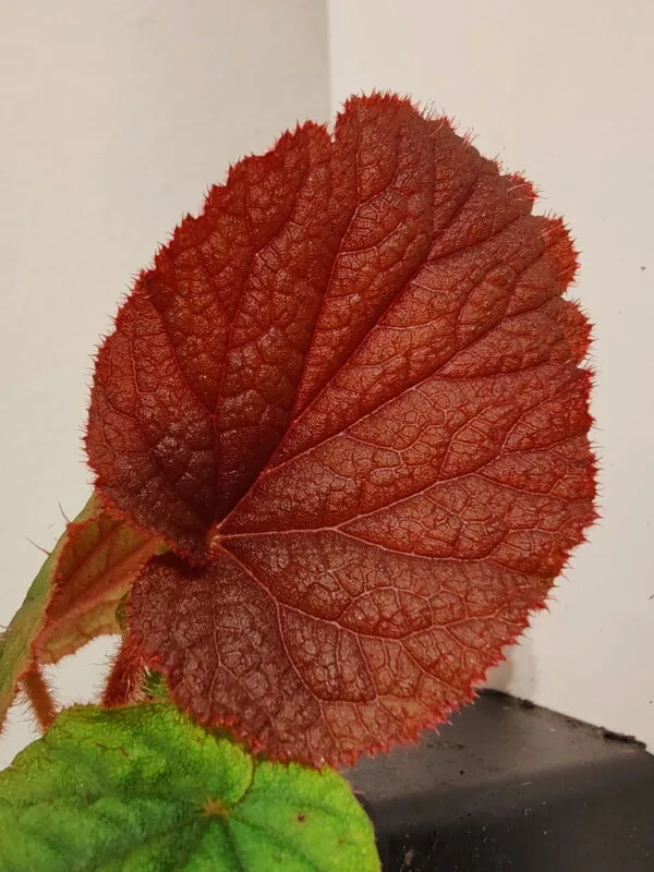 Begonia sp Vietnam red Begonia sp Vietnam red