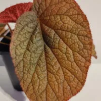 Begonia sp Vietnam red Begonia sp Vietnam red