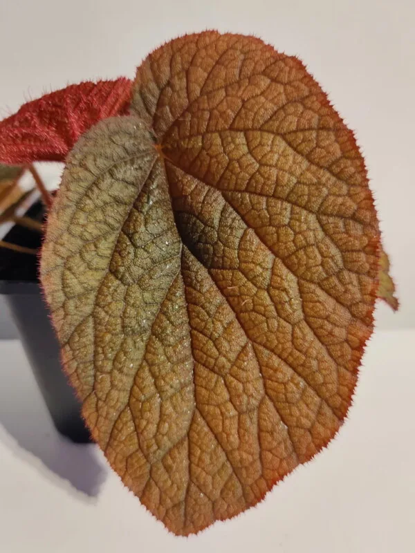 Begonia sp Vietnam red Begonia sp Vietnam red