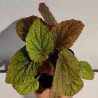 Begonia sp Vietnam red Begonia sp Vietnam red