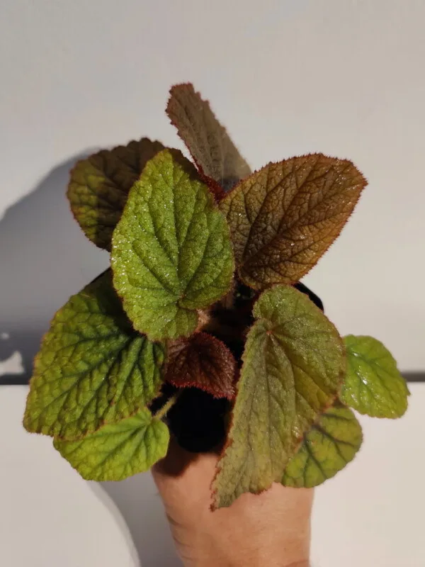 Begonia sp Vietnam red Begonia sp Vietnam red