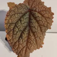 Begonia sp Vietnam red Begonia sp Vietnam red