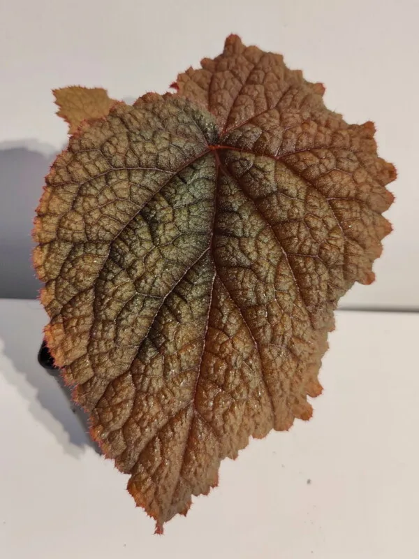 Begonia sp Vietnam red Begonia sp Vietnam red