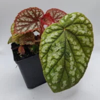 Begonia sp Vietnam spotted