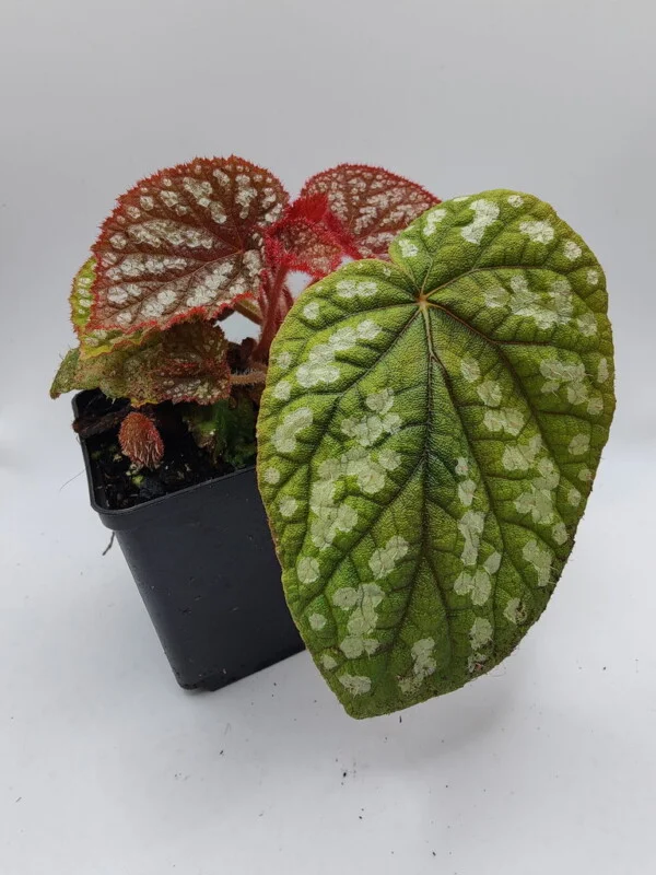 Begonia sp Vietnam spotted