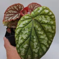 Begonia sp Vietnam spotted