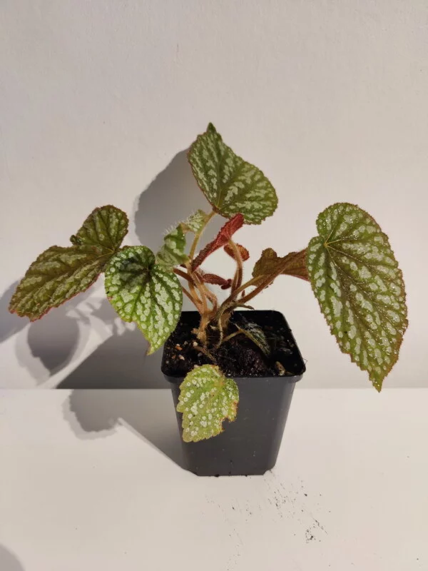 Begonia sp Vietnam spotted Begonia sp Vietnam spotted