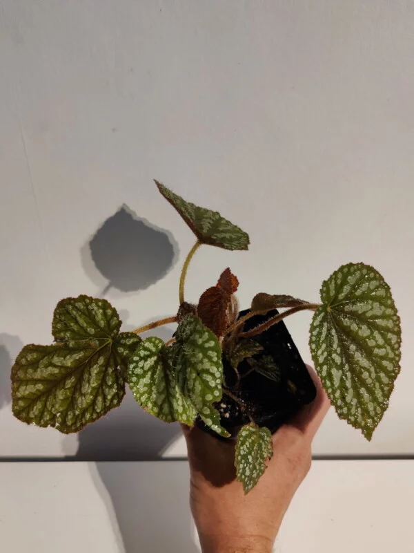 Begonia sp Vietnam spotted Begonia sp Vietnam spotted