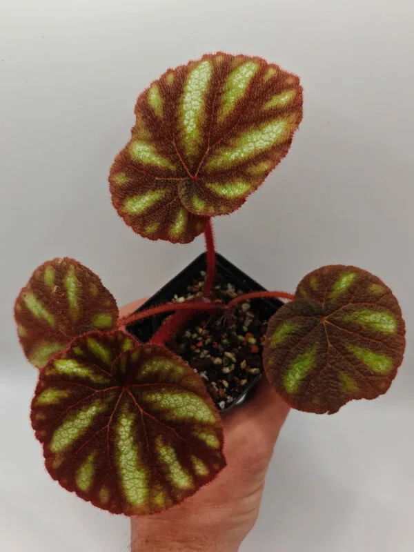 Begonia versicolor