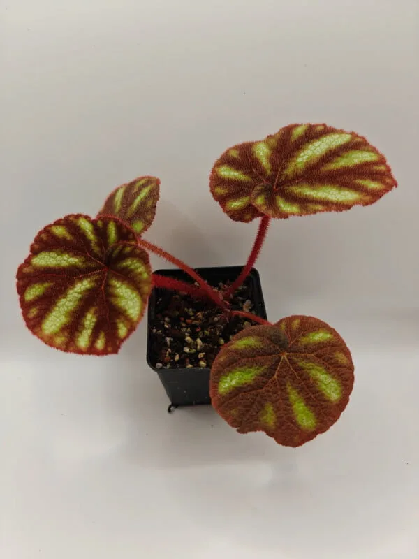 Begonia versicolor
