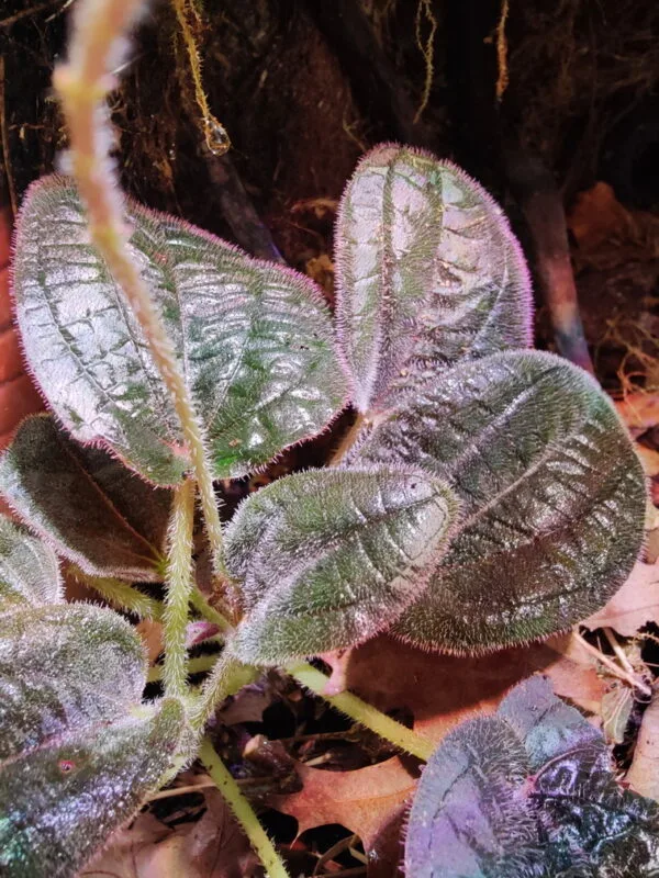 Bertolonia violacea