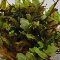 Bolbitis sp Buea