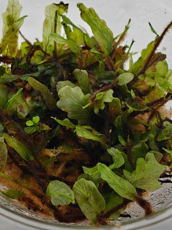 Bolbitis sp Buea
