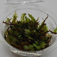 Bolbitis sp Buea