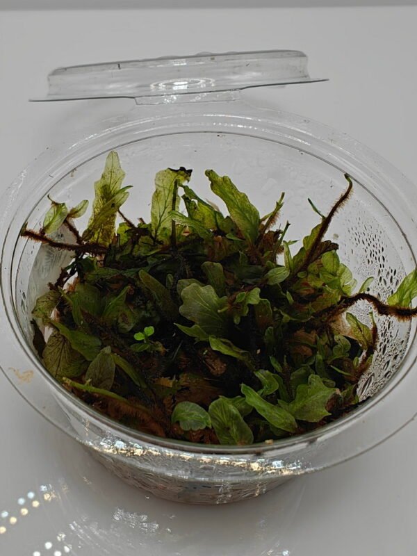 Bolbitis sp Buea