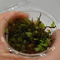 Bolbitis sp Buea