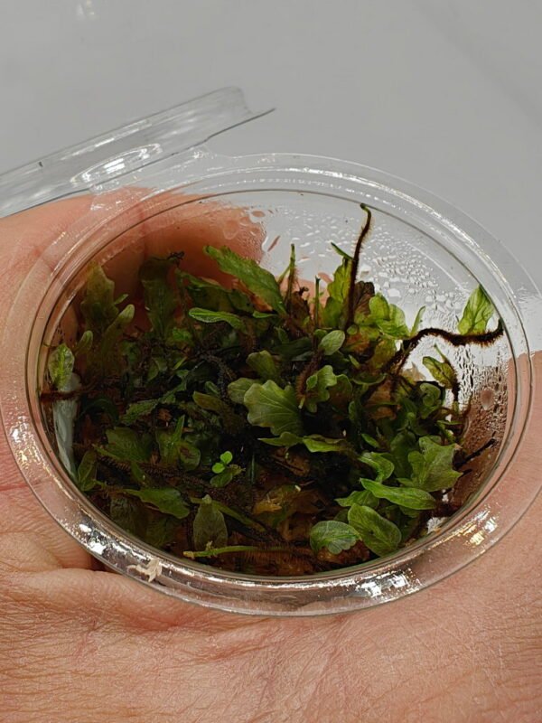 Bolbitis sp Buea