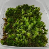 Borneo cushion moss Borneo cushion moss