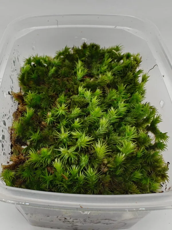 Borneo cushion moss